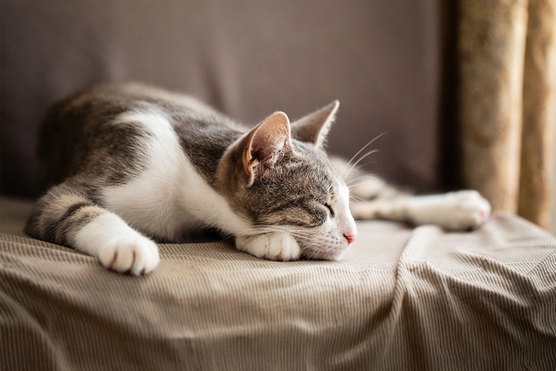 /sites/g/files/fnmzdf5926/files/2025-07/IT---How-long-do-cats-sleep.jpg