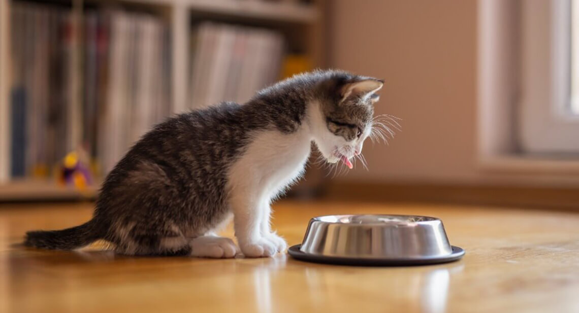 Cosa dovresti dare da mangiare al tuo gattino?