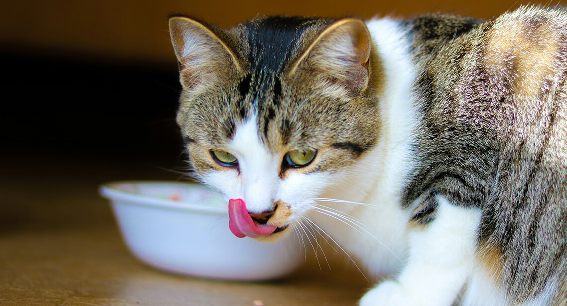 Quanto cibo umido offrire a un gatto?
