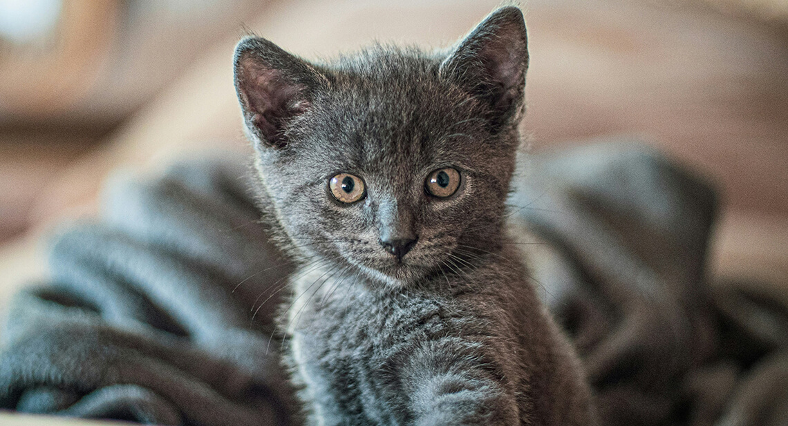 Quanto spesso dovresti dare da mangiare al tuo gattino?