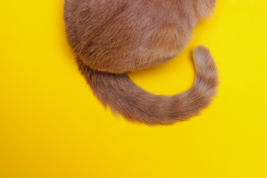 un gatto rosso che scodinzola