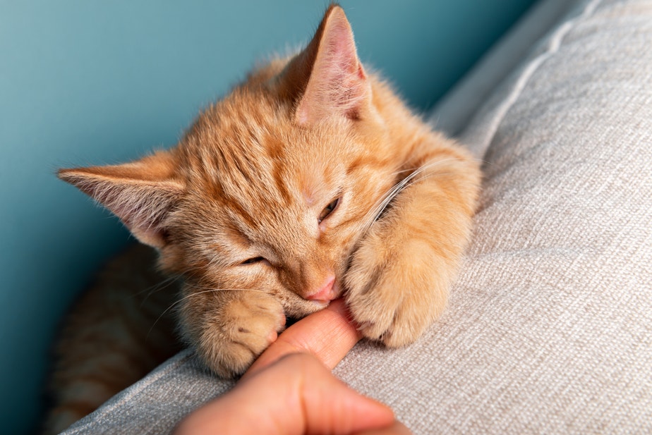 un gatto arancione che mostra affetto con gli occhi chiusi