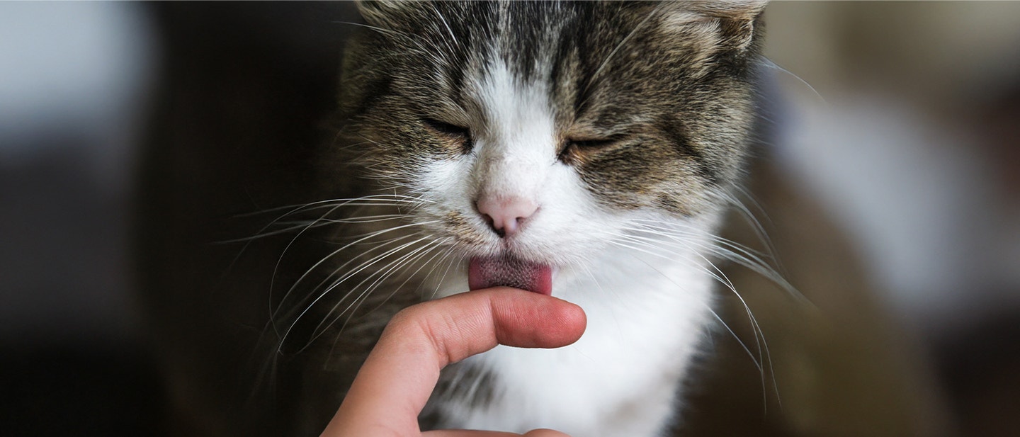 Un gatto che lecca la mano di un essere umano