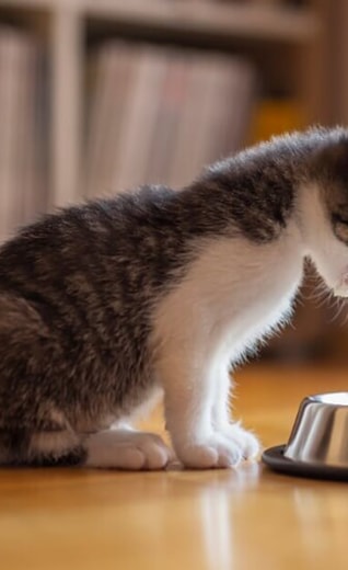 /sites/g/files/fnmzdf5926/files/2024-08/cosa-dovresti-dare-da-mangiare-al-tuo-gattino.jpg