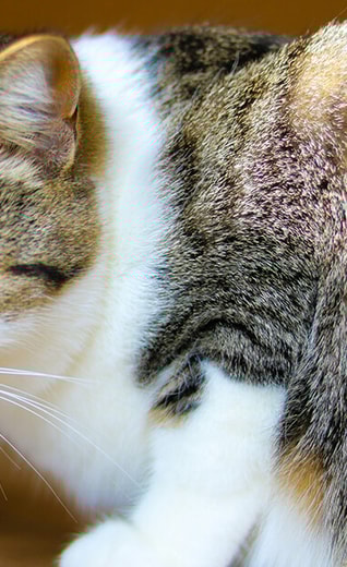 /sites/g/files/fnmzdf5926/files/2024-08/quanto-cibo-umido-offrire-a-un-gatto.jpg