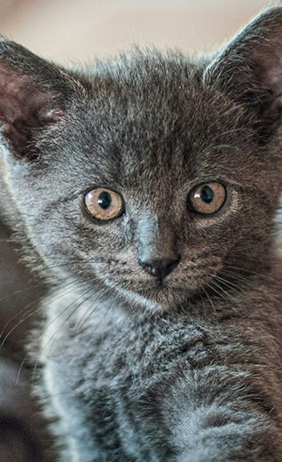 /sites/g/files/fnmzdf5926/files/2024-08/quanto-spesso-dovresti-dare-da-mangiare-al-tuo-gattino.jpg