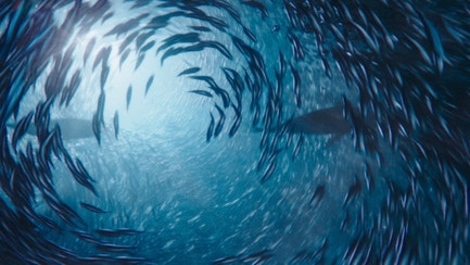 Pesce proveniente da pesca sostenibile