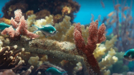 Ripristiniamo le barriere coralline